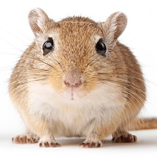 Gerbil